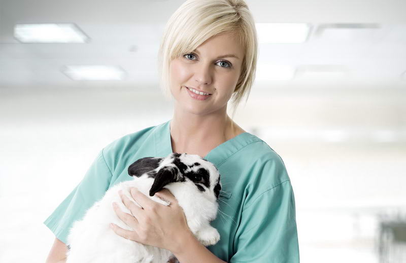 Aide au management de cliniques vétérinaires