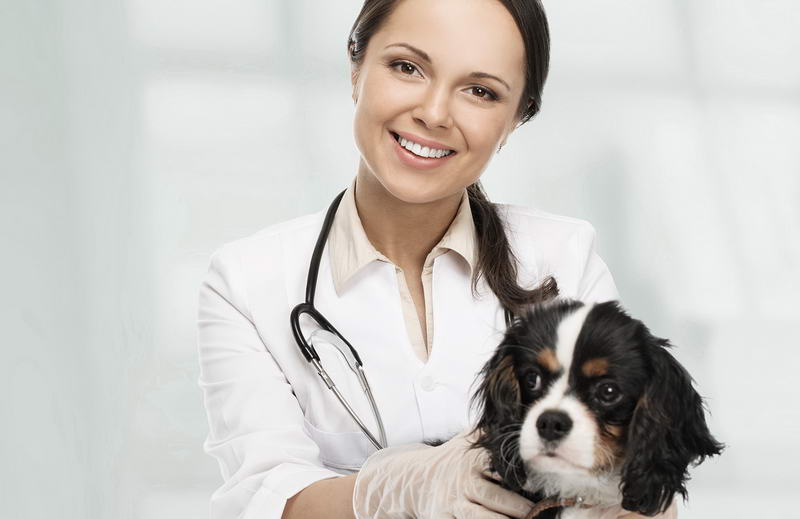 Consultant spécialisé dans la gestion des cliniques vétérinaires